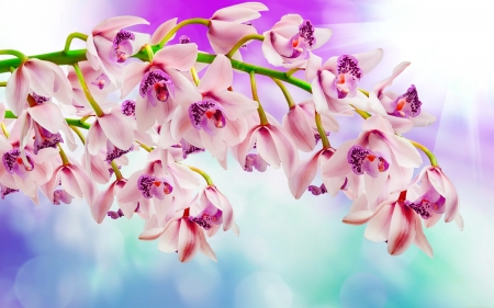 Pink orchids - orchids, background, pretty, pink, branch, beautiful, flowers, lovely