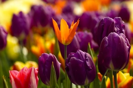 Garden tulips - freshness, tulips, colroful, park, lovely, spring, purple, pretty, beautiful, flowers, garden