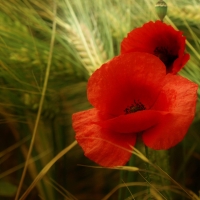 Bright Poppy in Wheat Field