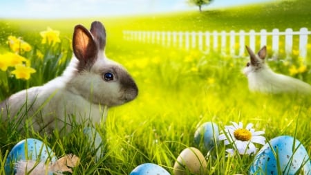 Easter Bunnies - hill, fence, easter, daffodils, daisy, bunny, spring, rabbits, eggs, rabbit, bunnies, holiday, feather, tree, flowers, grass