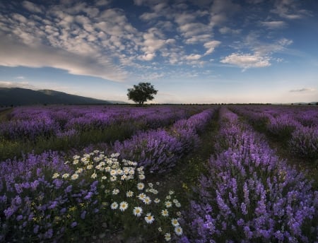 Spring - sky, landscape, field, spring, nature, pretty, clouds, flowers, lavender