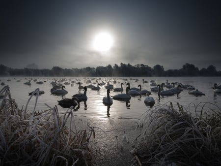 Swan on the Lake at Night - swam, moon, lake, trees, animal, birds