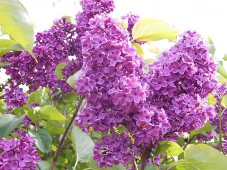 Purple lilac