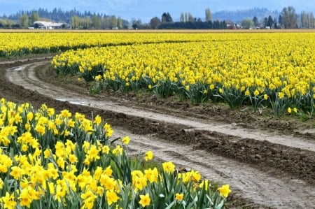 Daffodil road - spring, yellow, daffodils, road