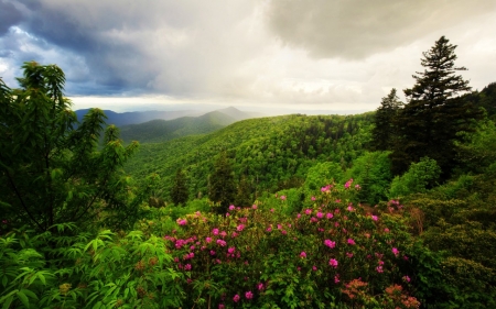 Forest - Forest, nature, tree, sky