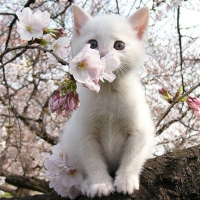 Sakura Kitty!