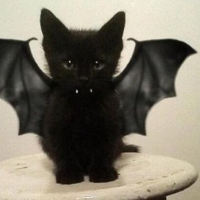 Vampire Kitten