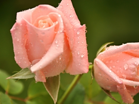 Pink Roses - drops, roses, dew, pink, petals, flowers, macro, nature