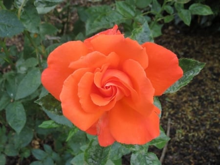 Orange Rose - petals, flowers, orange, macro, nature