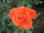 Orange Rose