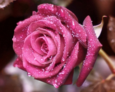 Drops on a Beauty - drops, dew, petals, flowers, macro, nature