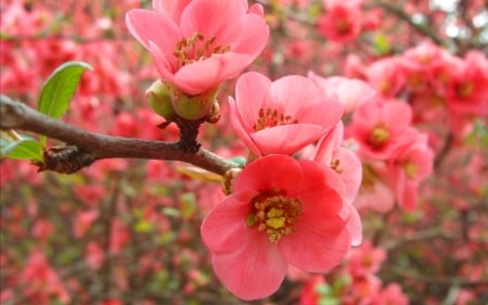 Cherry Blossoms in the Spring - nature, tree, cherry, flowers