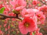 Cherry Blossoms in the Spring