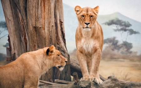 African Lions - lions, savann, tree, africa