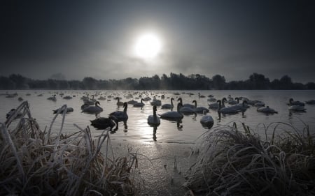 Swan - nature, swan, lake, bird