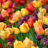 Colorful Tulips