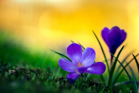 ღ - flowers, bokeh, nature, splendor, spring, petals, spring time