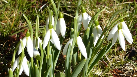 Snowdrops - white, green, snowdrops, flowers, grass