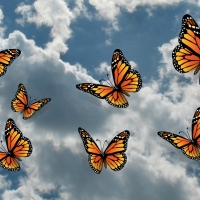 Butterflies