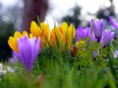 Colorful Crocus