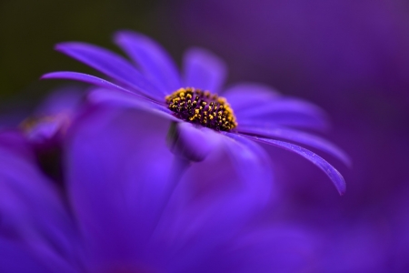 Purple Flower - bloom, flowers, nature, purple