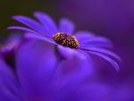 Purple Flower