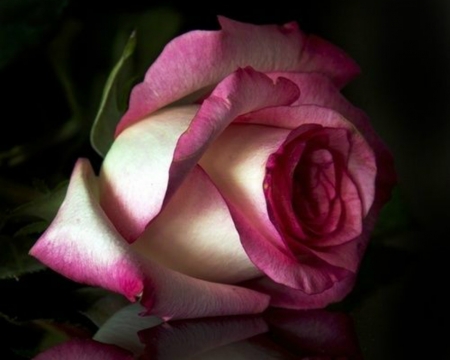 Lovely Rose - bud, bloom, rose, nature