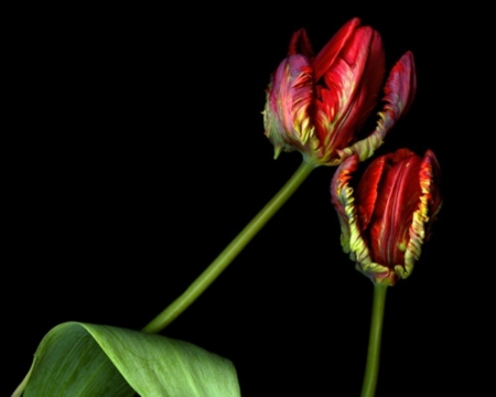 Beautiful Flowers - flowers, red, nature, bloom