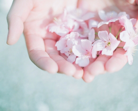 Beautiful Flowers - flowers, petals, bloom, hands