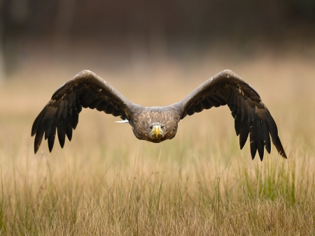 Take off - bird, fly, beautiful, wings