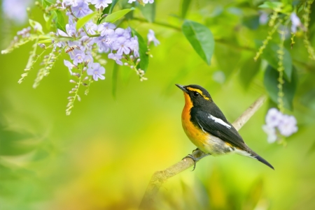 Bird - bird, black, branch, green, pasare, orange, flower, pink