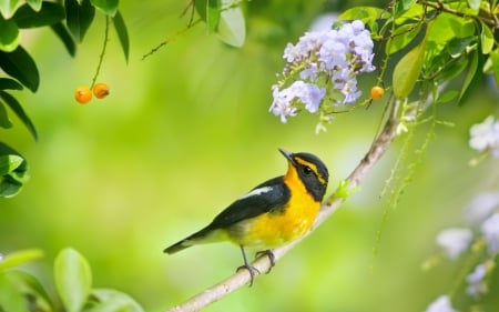 Japanese Flycatcher - bird, japanese flycatcher, yellow, green, pasare, branch black, flower, durante