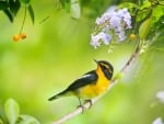 Japanese Flycatcher