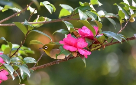 Japanese white-eye - flower, pasare, bird, japanese white-eye, pink, branch, green