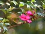 Japanese white-eye