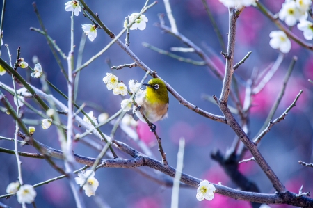 Japanese white-eye - flower, pink, bird, japanese white-eye, spring, blue, white, pasare, branch, green