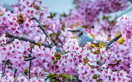 Bird - bird, sakura, blue, blossom, spring, flower, pink, tree, bulbul, pasare