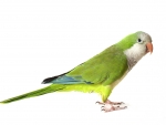 Parrot