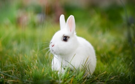 Bunny - easter, white, rabbit, cute, rodent, bunny, green, grass