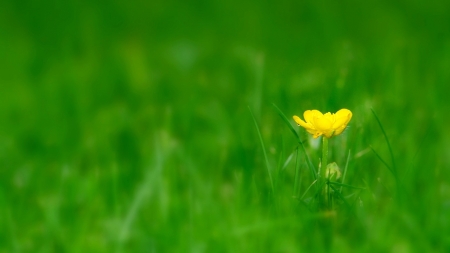 Greenery - grass, flower, nature, green