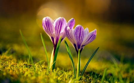 Crocuses - white, flower, pink, spring, crocus, green