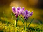 Crocuses