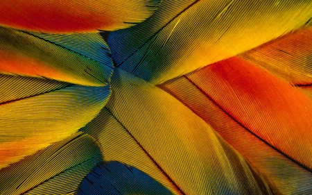 Feathers - feather, red, orange, yellow, texture, blue, colorful, green