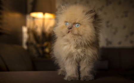 Kitten - white, fluffy, cat, blue eyes, animal, sweet, cute, kitten