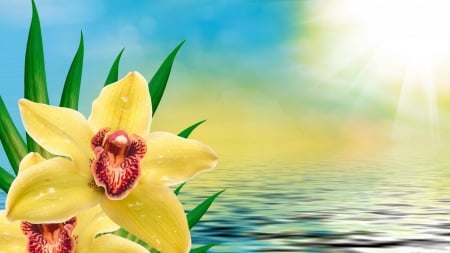 Orchids - flowers, sun rays, water, rays, Spring, orchids, orchid, sun