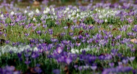 Crocus - flowers, spring, crocus, nature