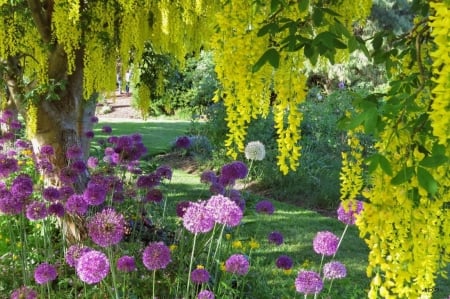 Yellow wisteria - flowers, wisteria, garden, spring