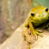 Green Frog