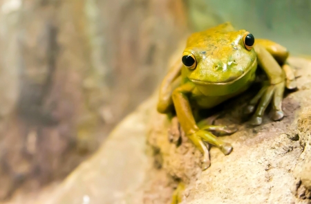 Green Frog - animal, nature, green, frog