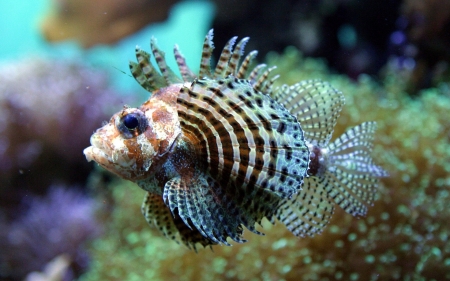 lionfish - lionfish, coral, animal, water